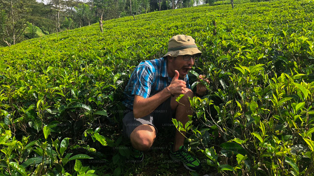 Relájate en Sri Lanka (9 días)