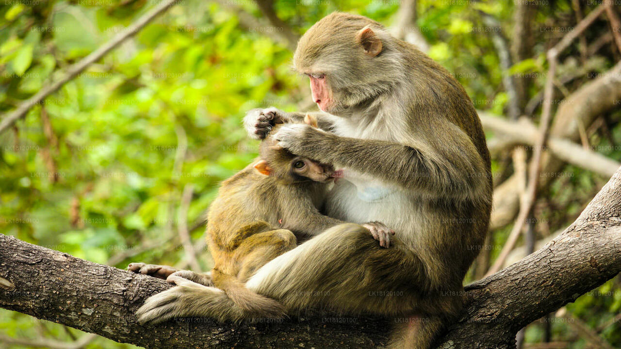 Explora el Reino de los Monos desde Polonnaruwa