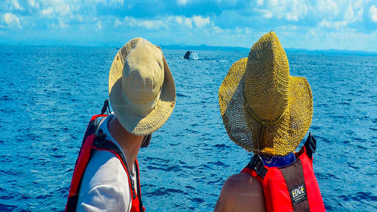 Excursión en barco para avistar ballenas desde Ahungalla