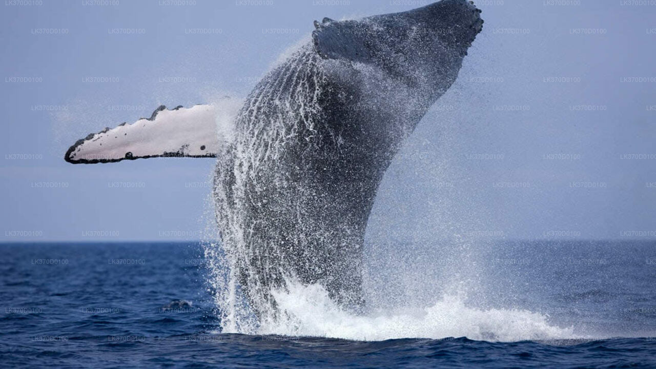 Excursión en barco compartido para observar ballenas desde Bentota