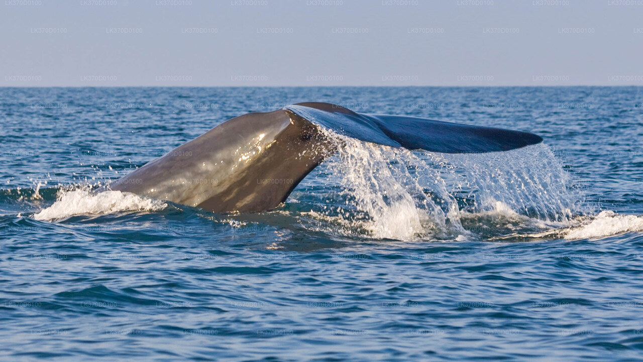 Excursión en barco compartido para observar ballenas desde Bentota