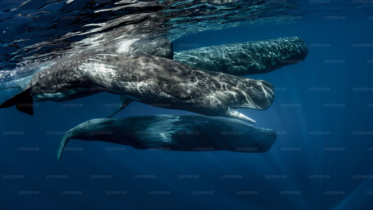 Excursión en barco compartido para observar ballenas desde Bentota