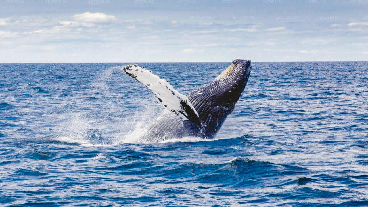 Excursión en barco compartido para observar ballenas desde Bentota