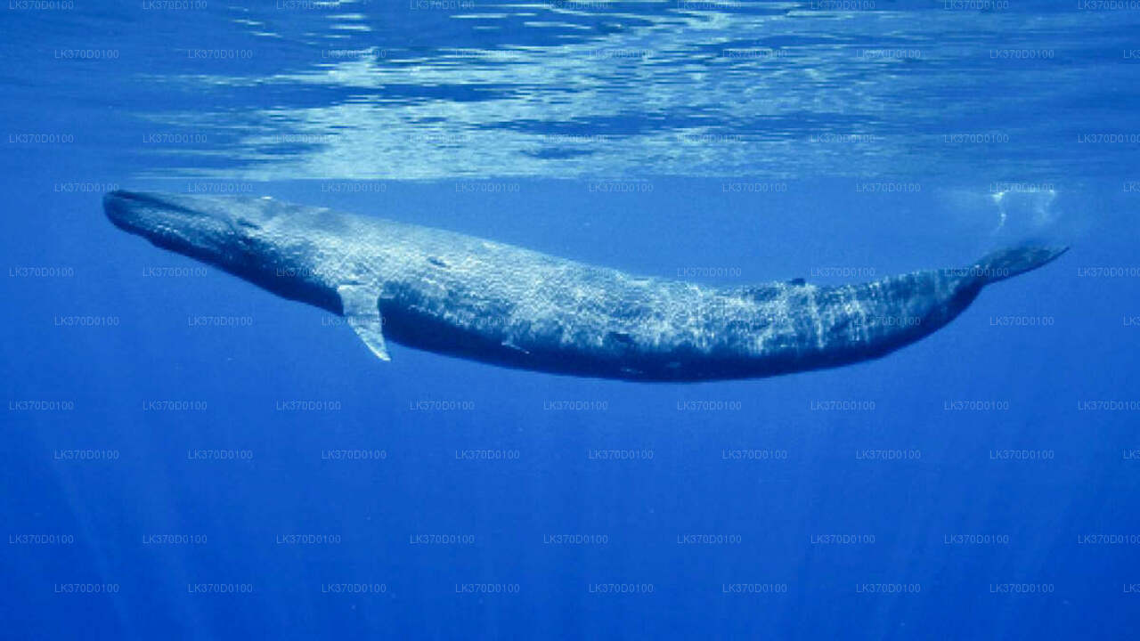 Excursión en barco compartido para observar ballenas desde Bentota