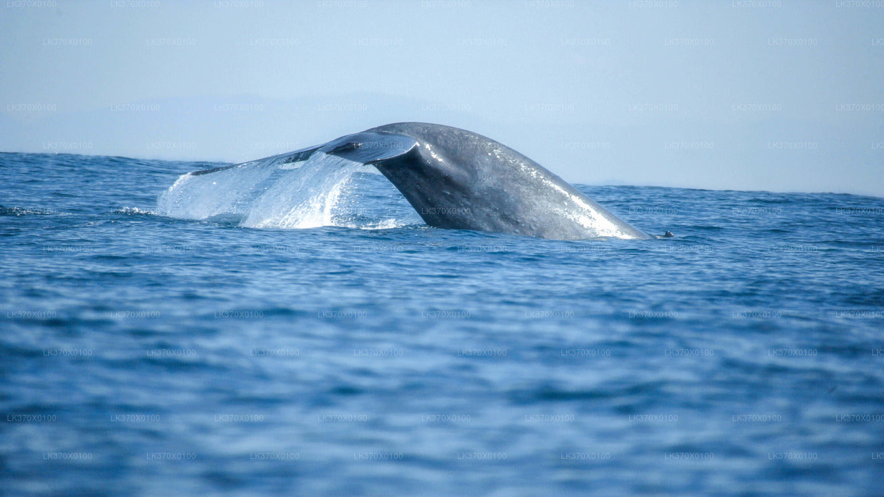Excursión en barco para avistar ballenas desde Hikkaduwa