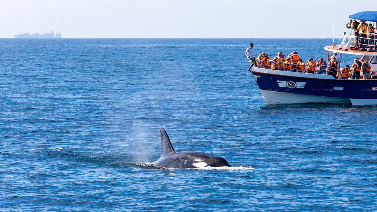 Excursión en barco para avistar ballenas desde Kalpitiya