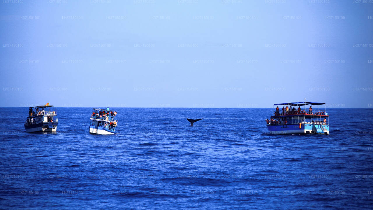 Excursión en barco para avistar ballenas desde Kalpitiya