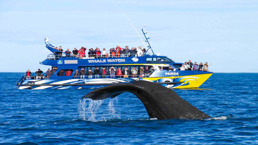 Whale Watching from Tangalle (3 Guests + Guide + Transport + No Tickets)