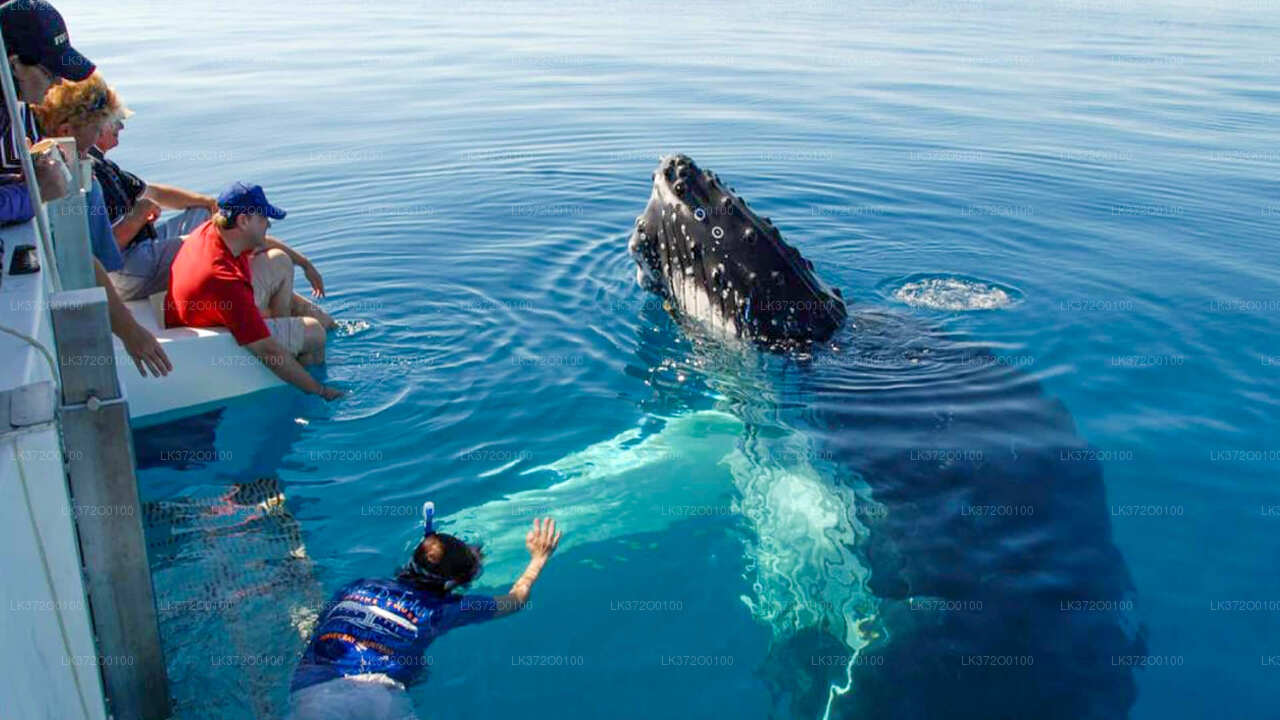 Excursión en barco para avistar ballenas en Mirissa
