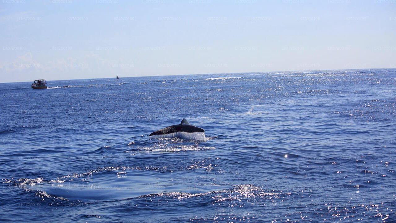 Excursión en barco para avistar ballenas en Mirissa