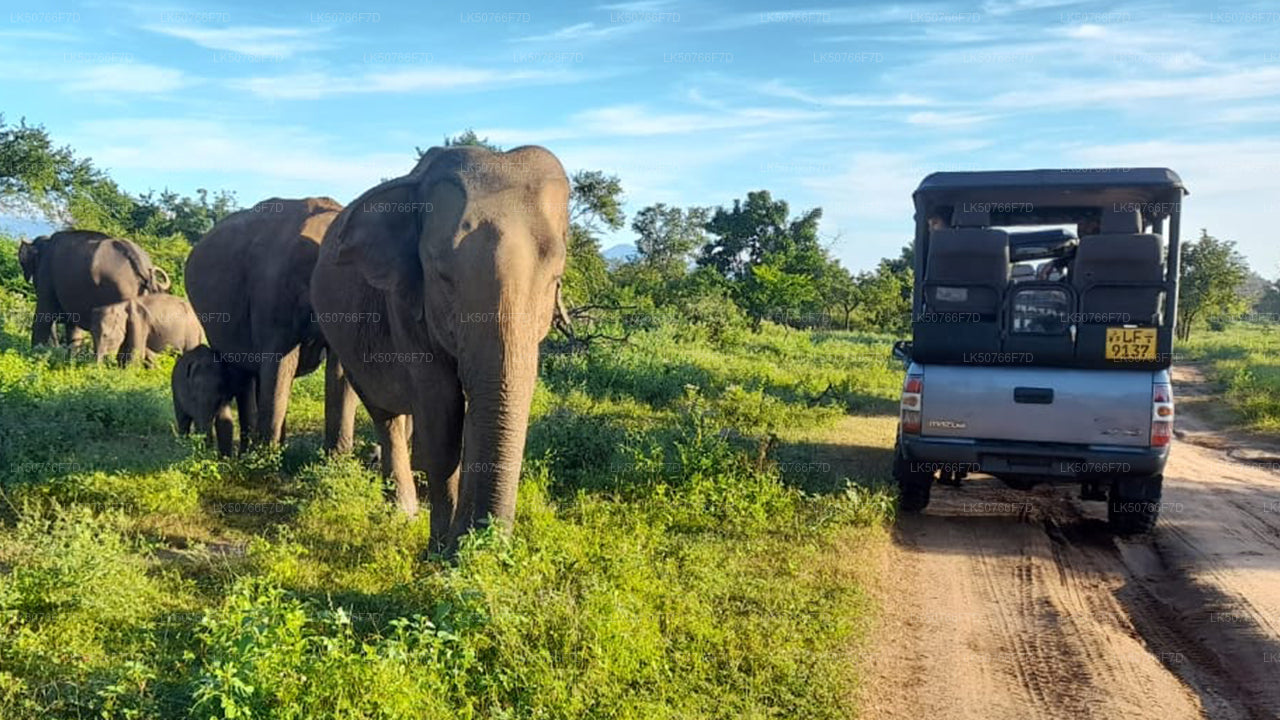 Safari privado con naturalista en el Parque Nacional de Udawalawe