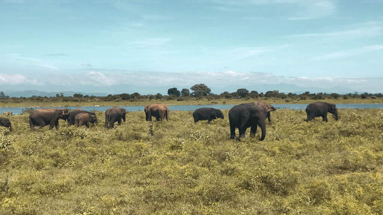 Safari privado con naturalista en el Parque Nacional de Udawalawe