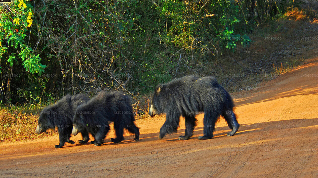 Safari privado en el Parque Nacional Minneriya desde Sigiriya