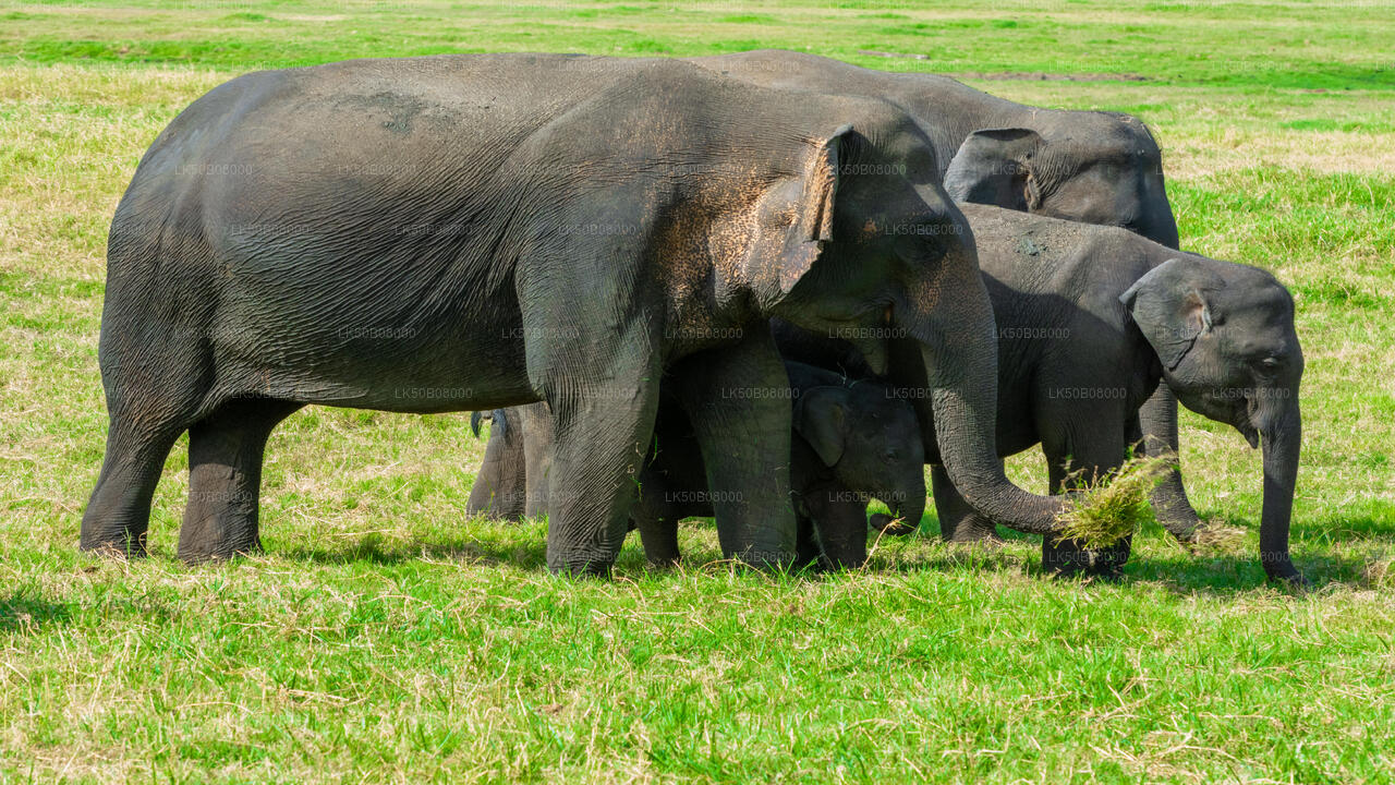 Safari privado de The Great Elephant Gathering desde Minneriya