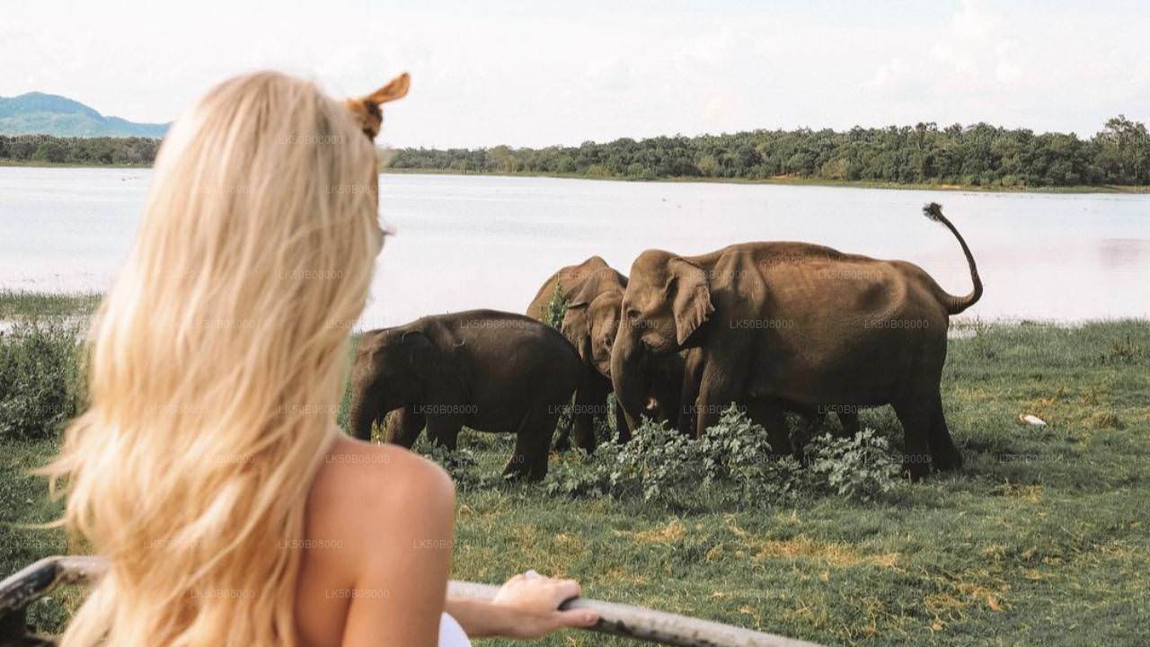 Safari privado de The Great Elephant Gathering desde Minneriya