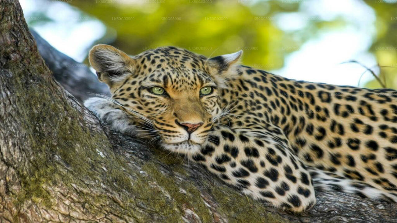 Yala National Park Leopard Safari