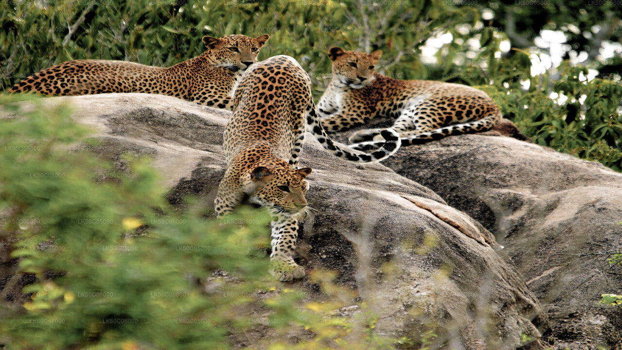 Safari en el Parque Nacional de Yala desde Tissamaharama