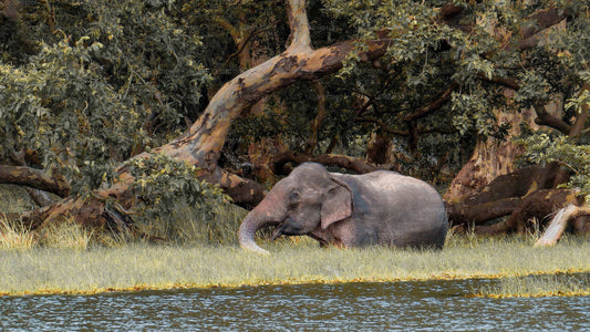 Safari privado en el Parque Nacional Wilpattu