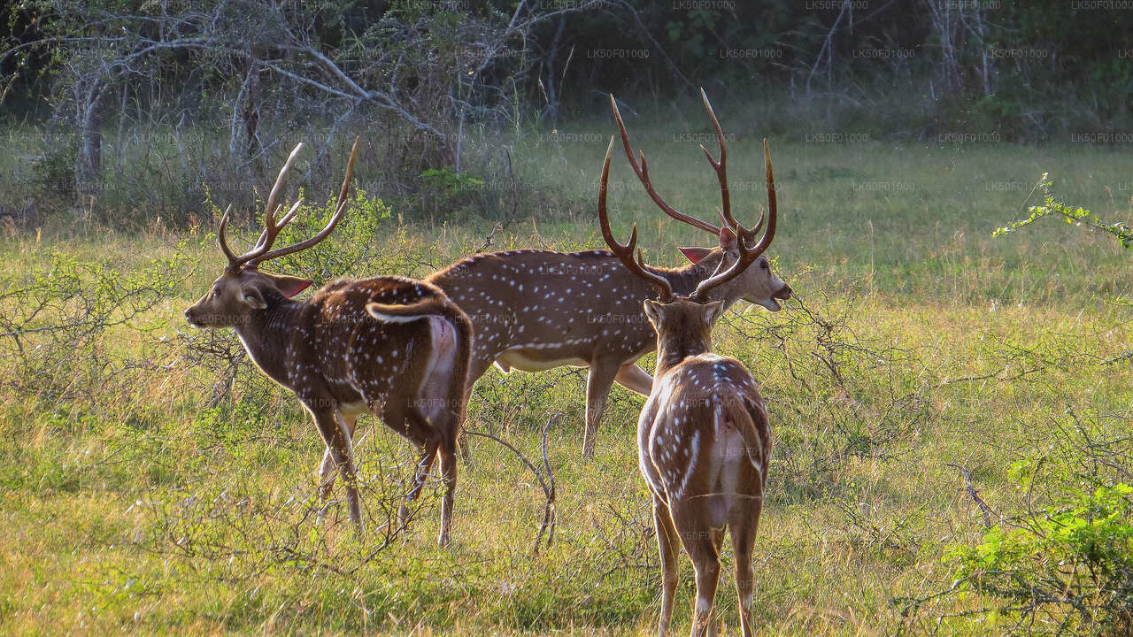 Safari privado en el Parque Nacional Wilpattu