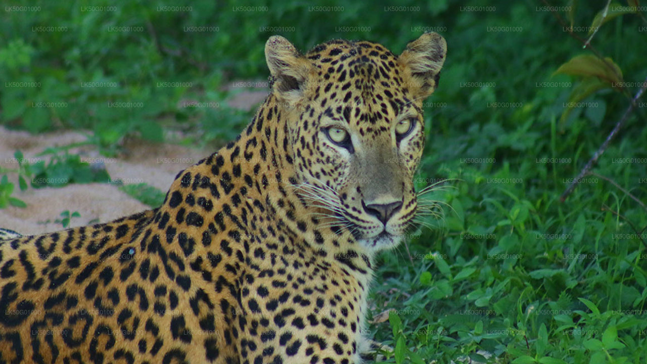 Safari privado en el Parque Nacional Kumana