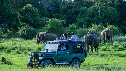 Safari privado en el Parque Nacional de Bundala