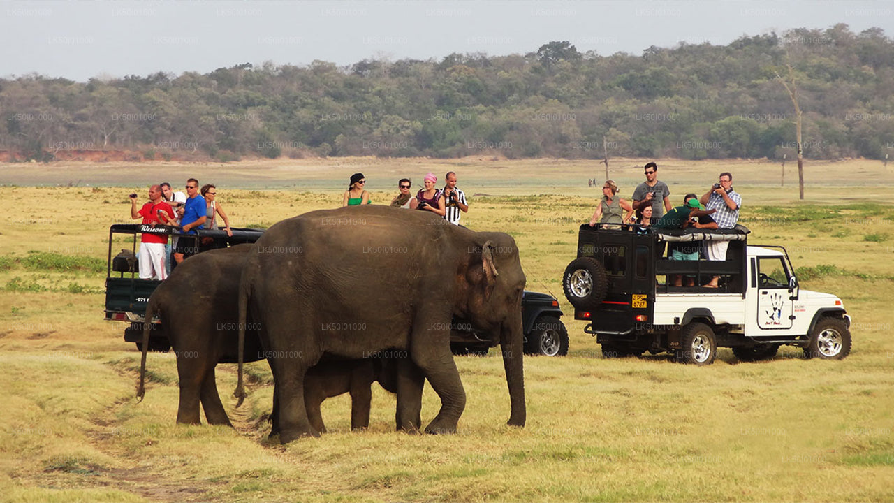 Safari privado al Parque Nacional de Wasgamuwa