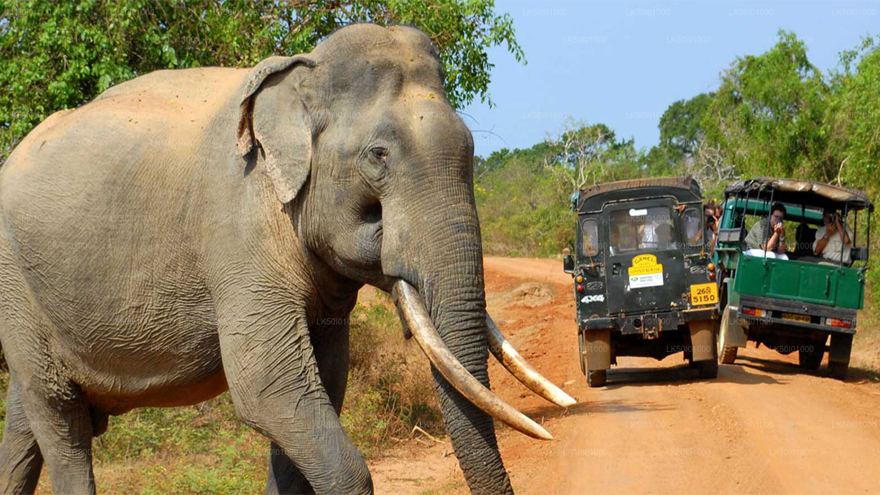 Safari privado al Parque Nacional de Wasgamuwa