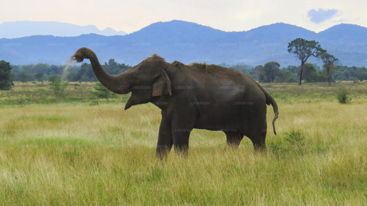 Safari privado al Parque Nacional de Wasgamuwa