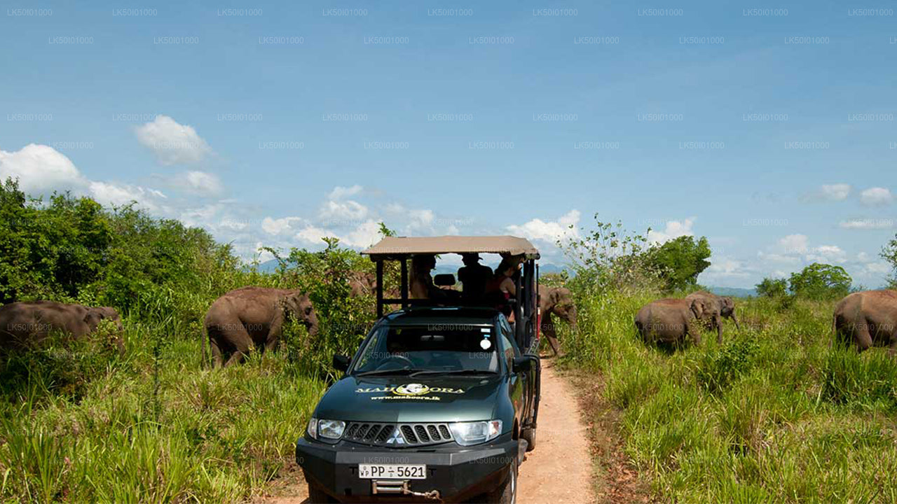 Safari privado al Parque Nacional de Wasgamuwa