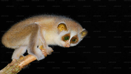 Loris Watching from Polonnaruwa