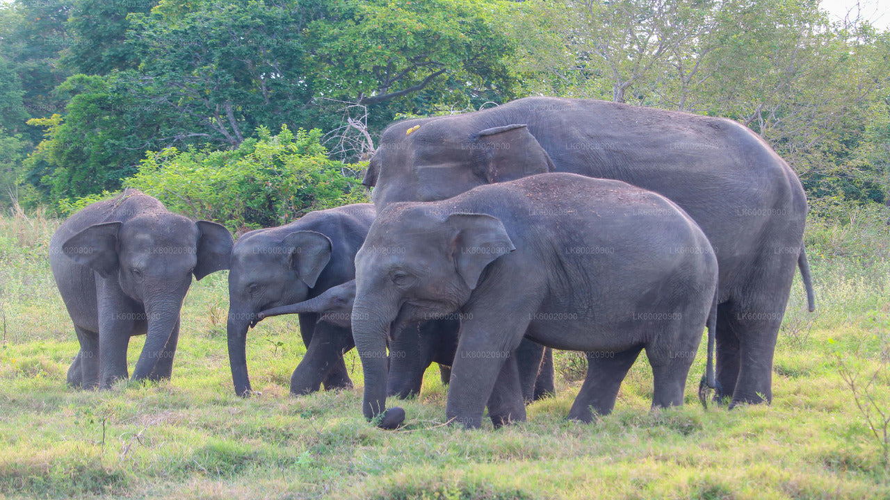 Bundala National Park Safari from Ahungalla