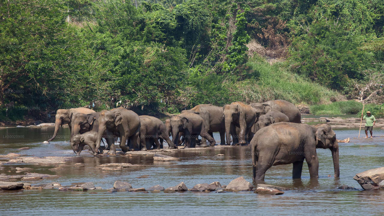 Bundala National Park Safari from Ahungalla