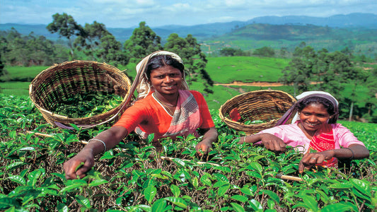 Tea Plantation Tour from Kandy