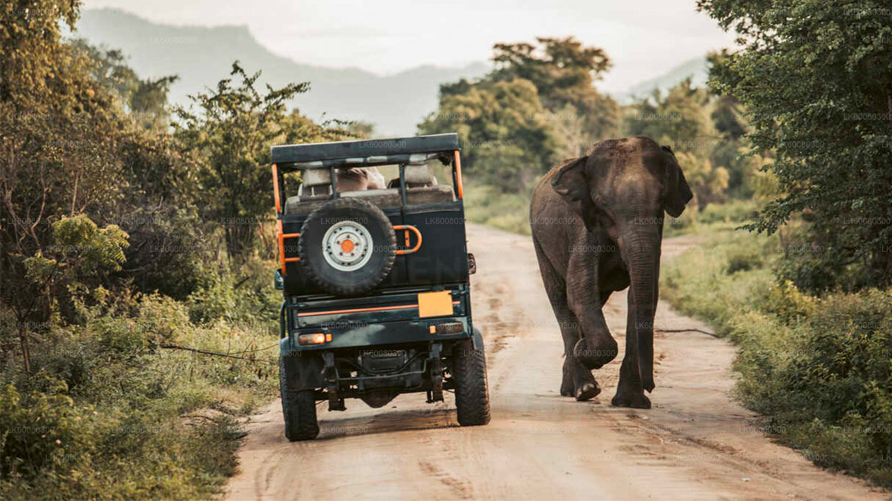 Safari en el Parque Nacional de Udawalawe desde Mirissa