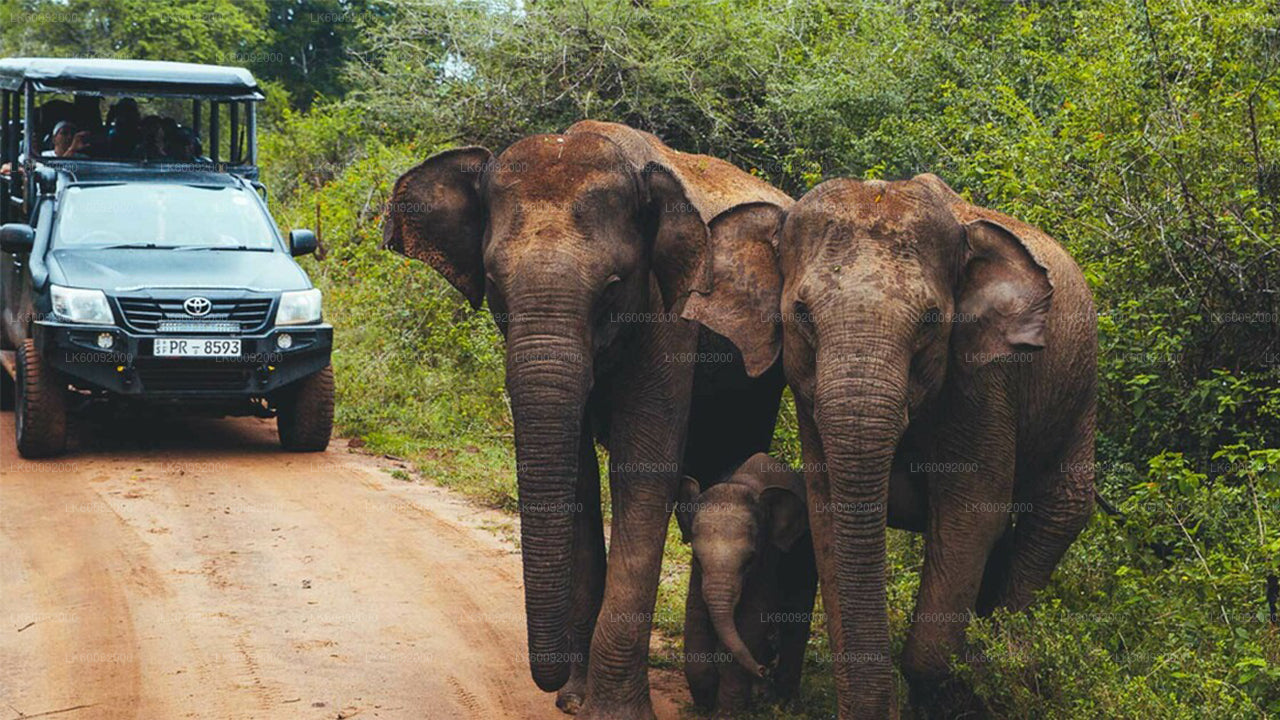 Safari por el Parque Nacional Udawalawe desde Ella