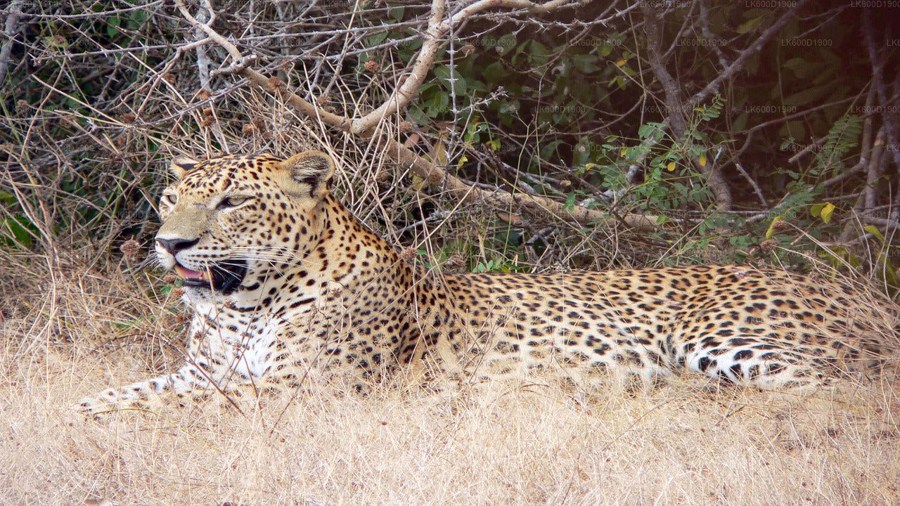 Yala National Park Safari from Bentota