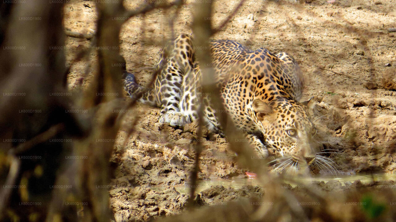 Yala National Park Safari from Bentota