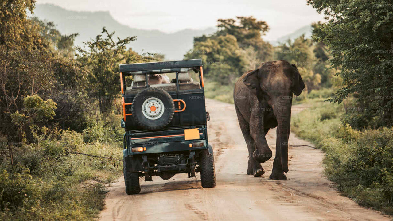 Safari en el Parque Nacional de Udawalawe desde Beruwala