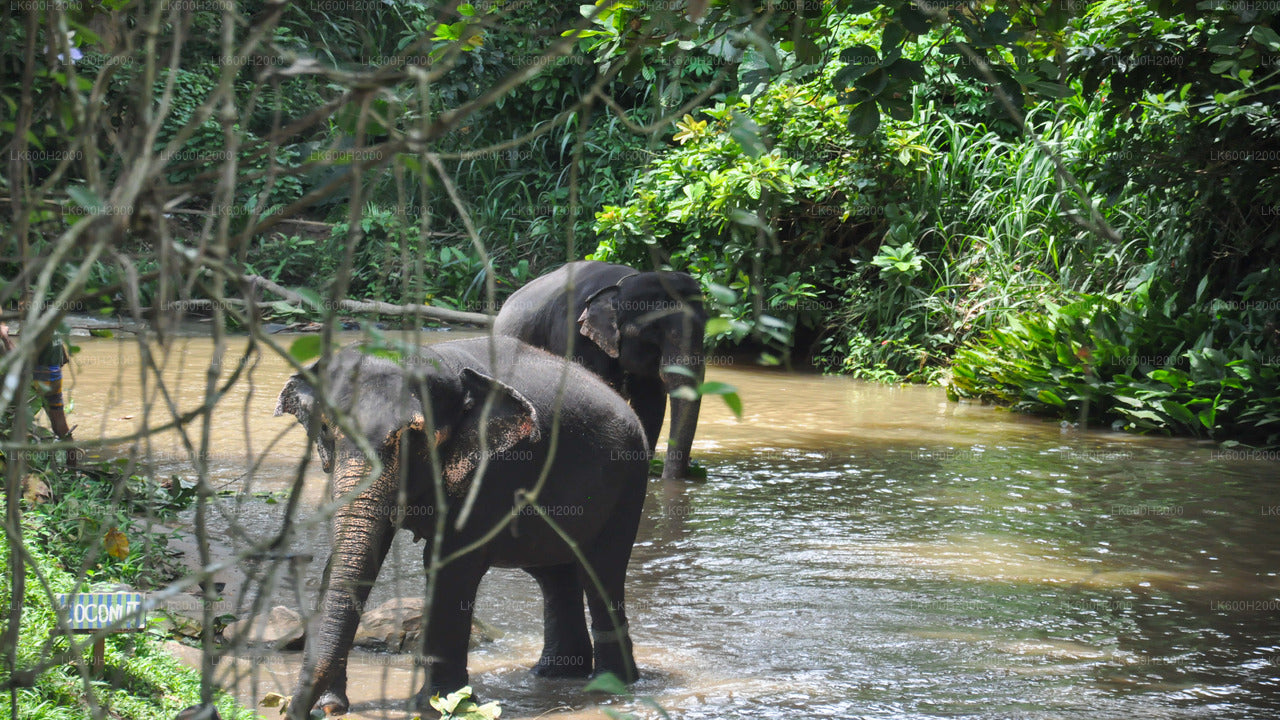 Visita a la Fundación Elefante del Milenio desde el aeropuerto de Colombo