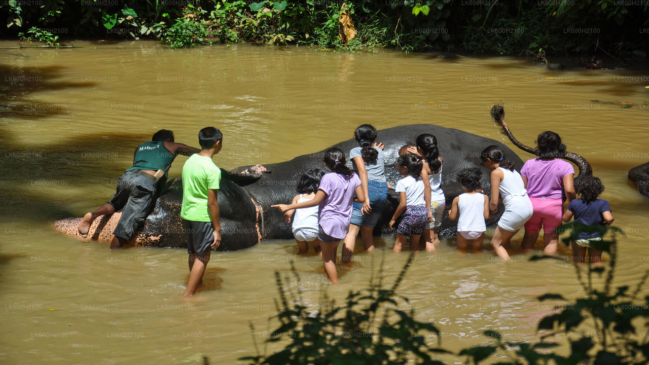 Visita a la ciudad de Kandy y visita a la Fundación Millennium Elephant desde Colombo
