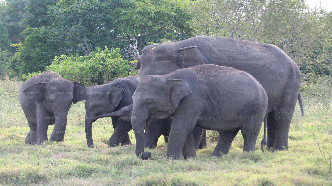 Safari por la roca de Sigiriya y elefantes salvajes desde Dambulla