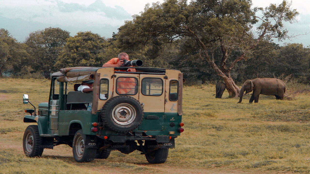 Safari por el Parque Nacional Udawalawe desde Ella