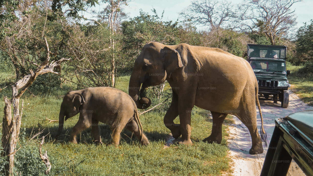 Safari en el Parque Nacional de Yala desde Galle