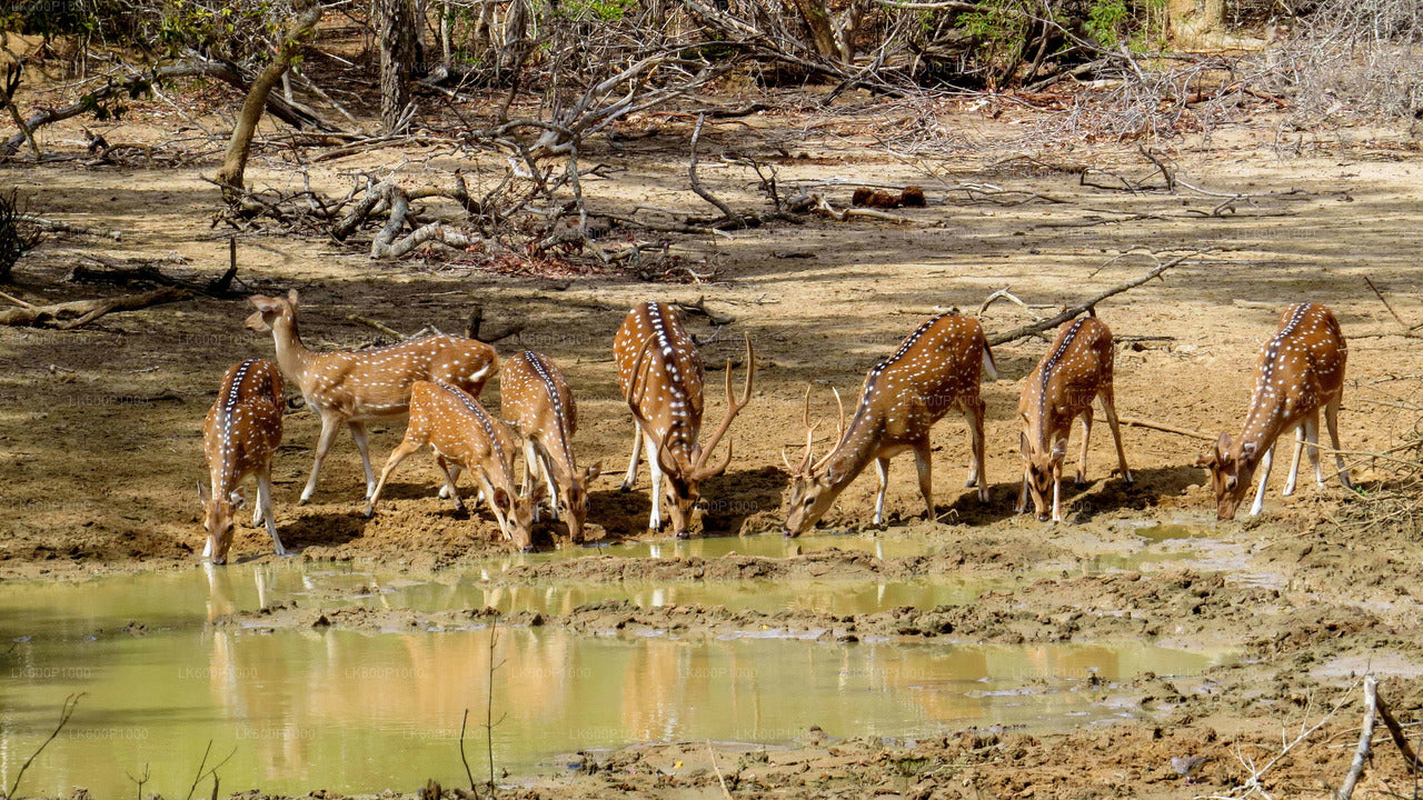 Safari en el Parque Nacional de Yala desde Galle