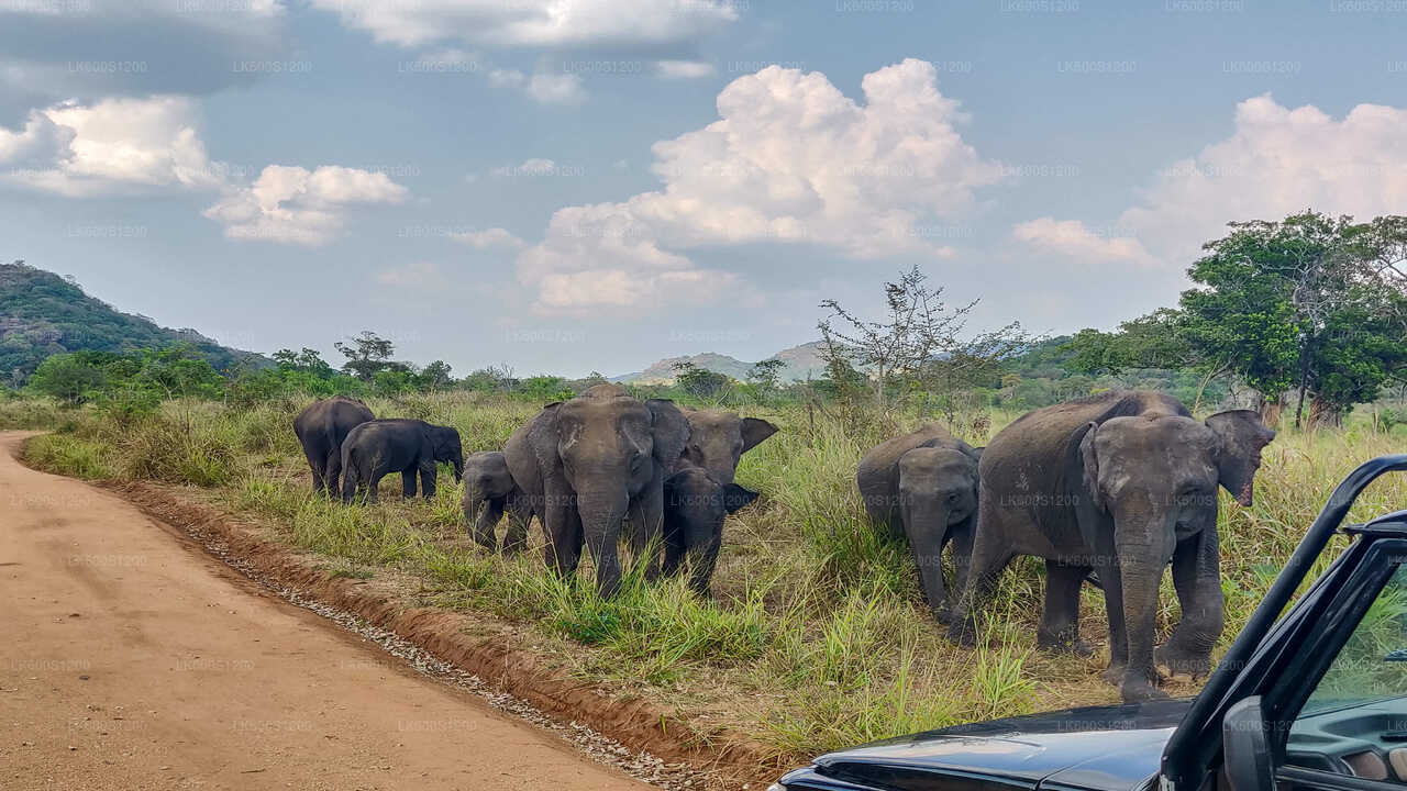 Safari por la roca de Sigiriya y elefantes salvajes desde Habarana