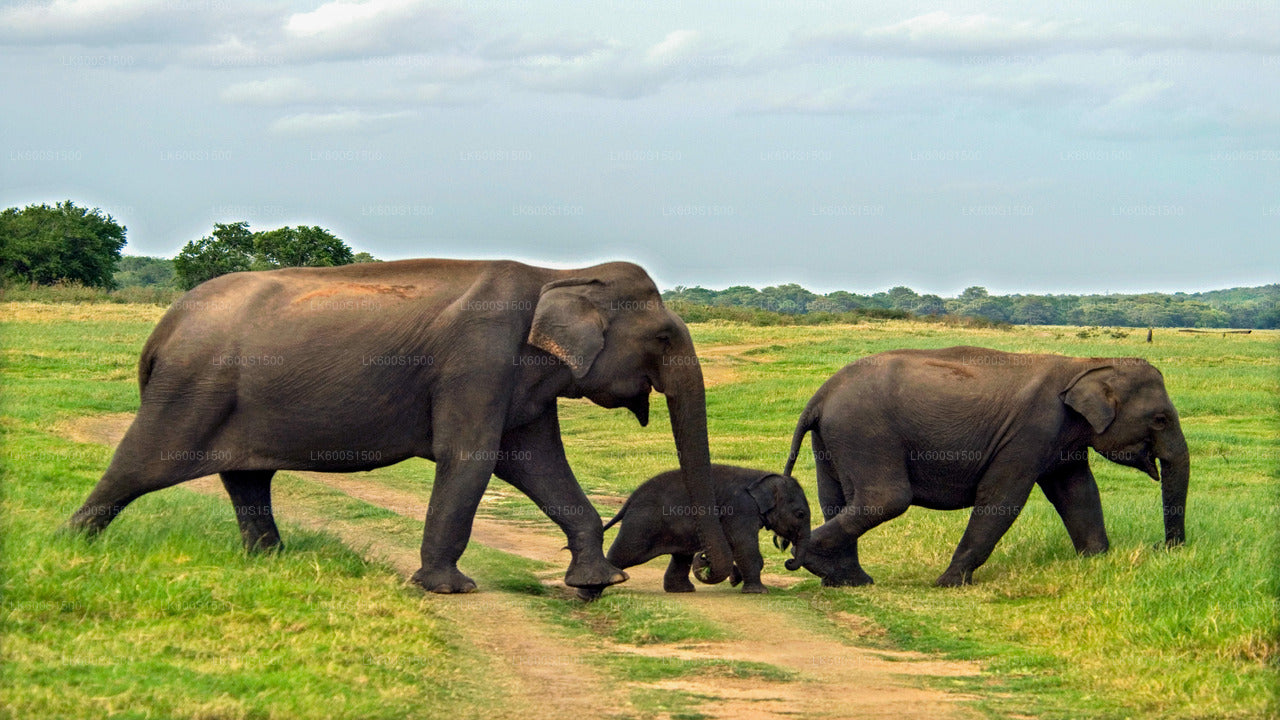 Safari en elefante salvaje y reino antiguo de Polonnaruwa desde Habarana