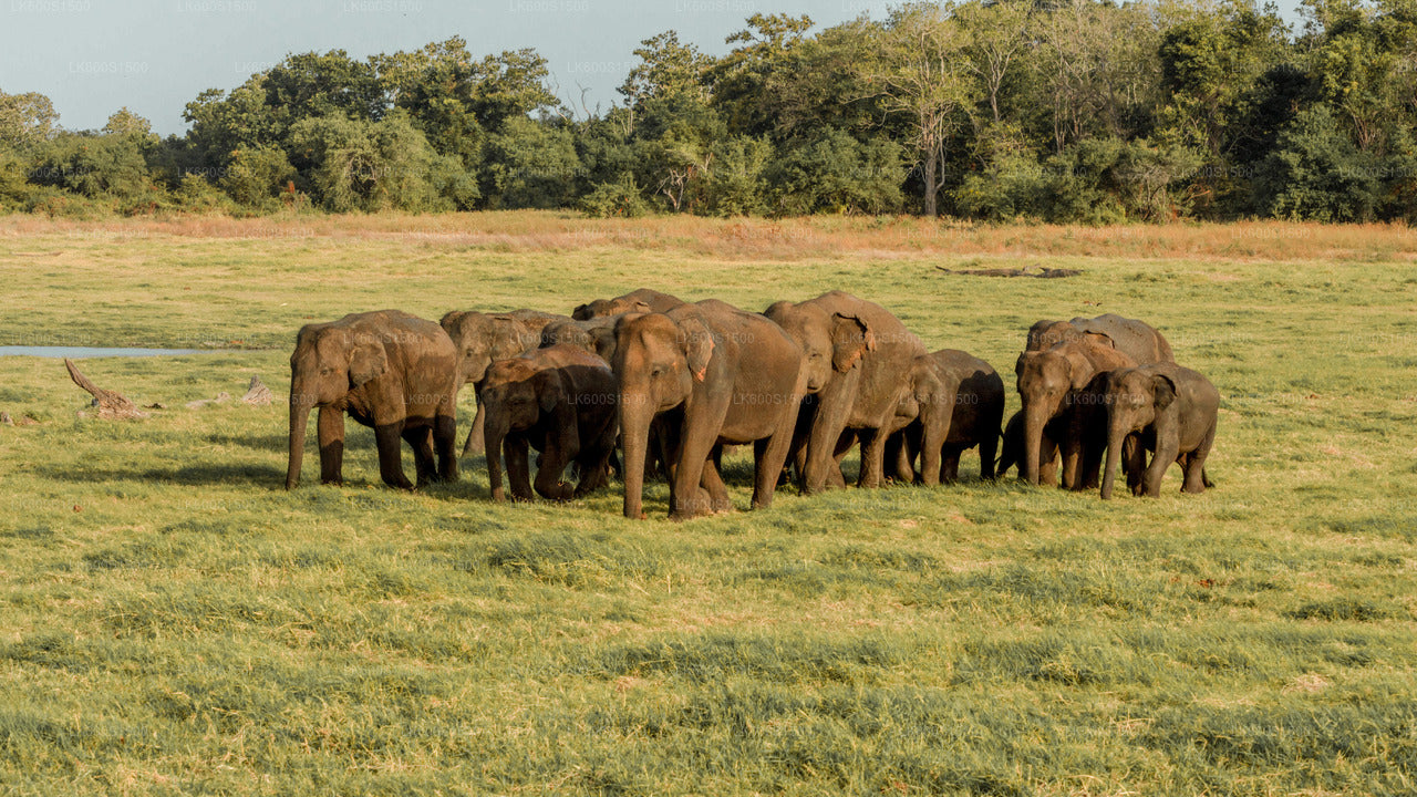 Safari en elefante salvaje y reino antiguo de Polonnaruwa desde Habarana