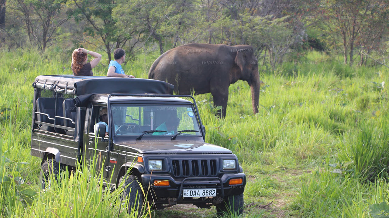 Safari en el Parque Nacional de Udawalawe desde Tangalle