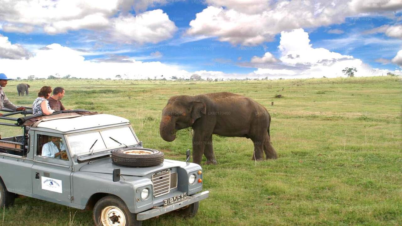 Safari por la roca de Sigiriya y elefantes salvajes desde Kandy