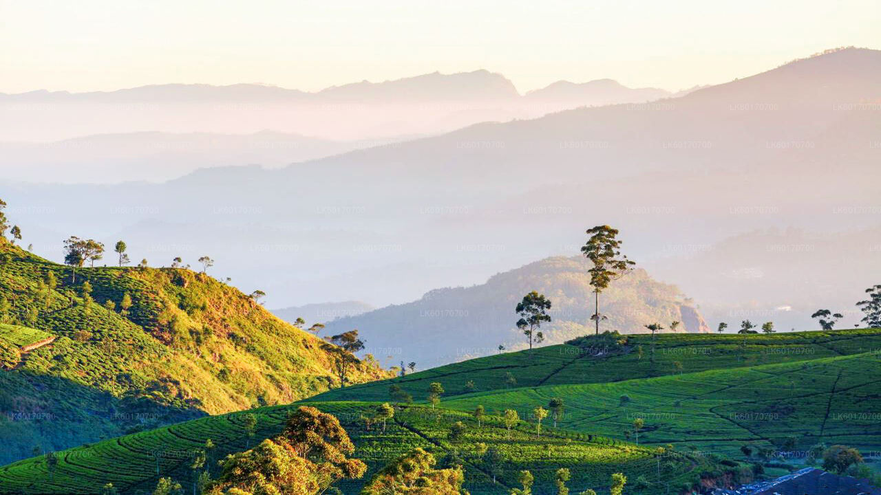 Punto pico de las Tierras Altas Centrales desde Kandy